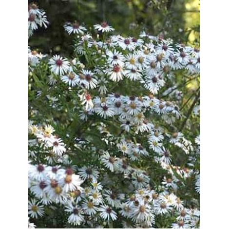 Aster laterifolius 'Chloe' Godet de 8/9 cm