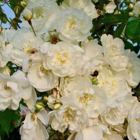 Rosa 'Bobbie James' - Rosier grimpant en pot