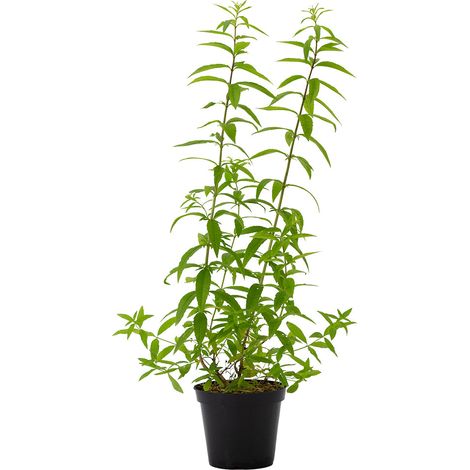 Lippia citriodora - erba Luigia - vaso 15 cm