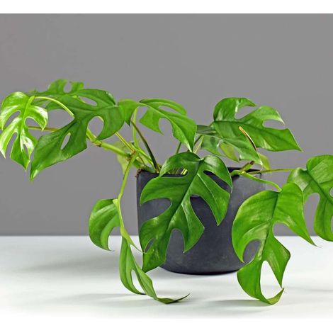 1 PIANTA DI MONSTERA MINIMA VASO 12CM da interno
