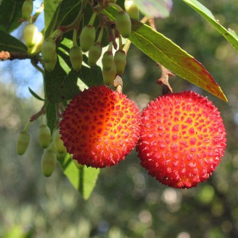 Arbousier arbre aux fraises – Hauteur à maturité 3-5m – Température min -15°C – Exposition ensoleillée ou ombragée – Pot de 7,5L