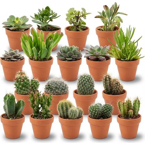 Lot de 18 Mini Cactus et Succulentes en Pots de Terre Cuite Ø 8,1 cm Hauteur 5-10 cm - PANGIVO (1/4)