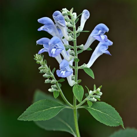 4 x Scutellaire incana - Scutellaria incana  - godet 9x9 cm
