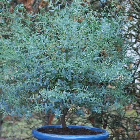 Eucalyptus gunnii France Bleu® 'Rengun' – Gommier cidre – Feuillage persistant gris-bleuté – Croissance rapide jusqu'à 4m (1/5)