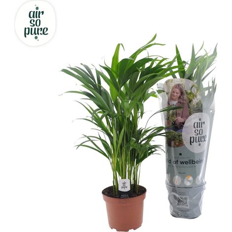 Palmier Areca Dypsis lutescens plante d’intérieur feuillage élégant pot 17 cm hauteur 65 cm - PANGIVO