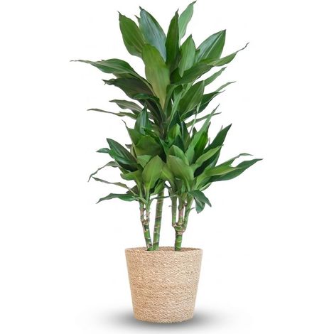 Dracaena Janet Lindt Plante Verte d'Intérieur avec Panier Jonc de Mer Naturel 95 cm Ø21 cm - PANGIVO (1/4)