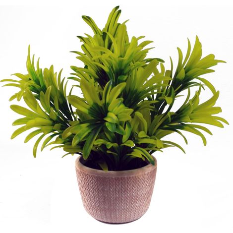 22cm Foliage Honey Plant Light Green in Terracotta Pot (1/3)