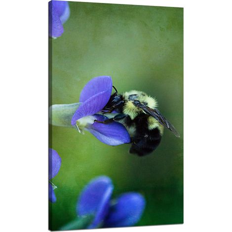 Leinwanddruck Botanik Biene Blume 70x120 cm