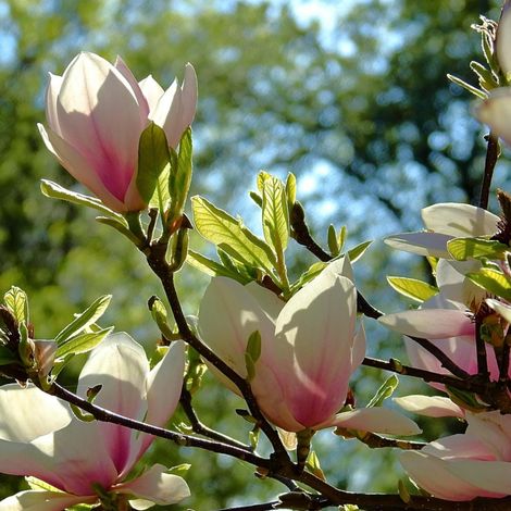 Magnolia Sunsation/Pot de 5L