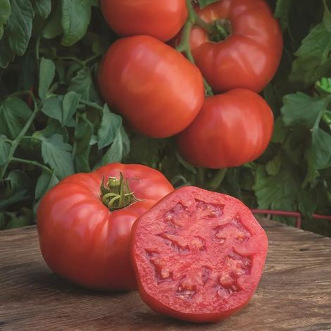 Tomate beefsteak rouge (Solanum lycopersicum) – 100 graines – Variété à gros fruits – Chair dense – Culture au jardin (1/5)