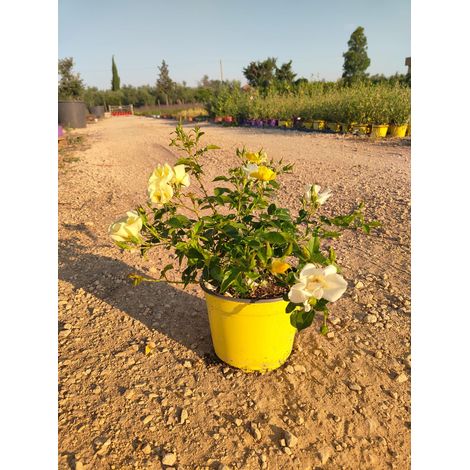 Rosa Sevillana Jaune Pot 18 cm Arbuste à Floraison Répétée pour Plein Soleil (1/3)