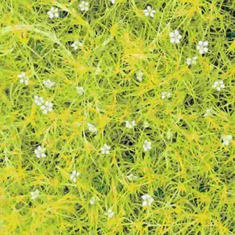 4 x Sagine subulée  - Sagina subulata 'Aurea'  - godet 9x9 cm