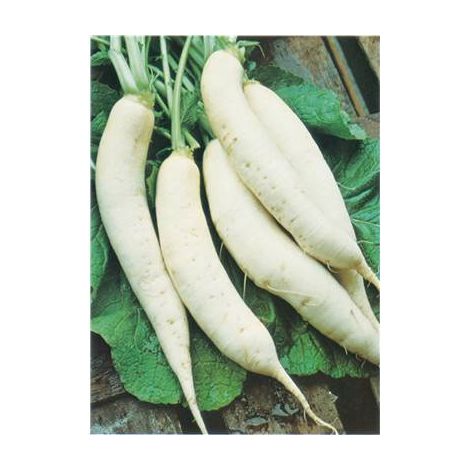 NAVET PRECOCE DE CROISSY - 10 G