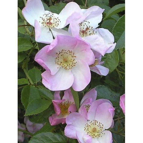 Rosier 'Smarty ' Pot de 4L/5L (1/3)