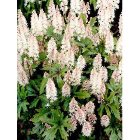 Tiarelle 'Pink Skyrocket' Godet de 8/9 cm (1/2)