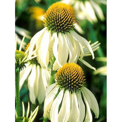 Rudbeckia pourpre 'White Swan' Sachet de 1g (1/2)