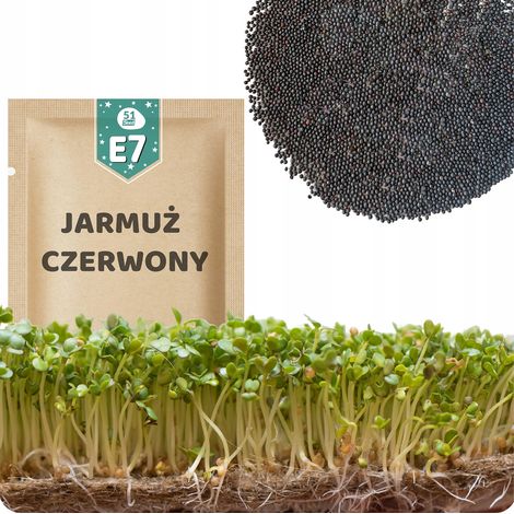 51Seed E07 SEMI DI GERMOGLI - CAVOLO NERO ROSSO RUSSO 10G