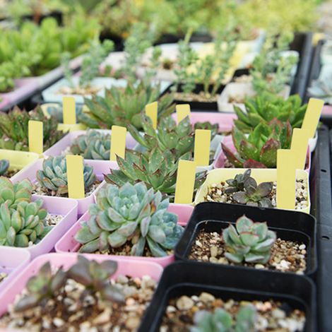100 PVC-Gartenetiketten für Pflanzenmarkierungen, Pflanzstäbe für Setzlinge und Baumschulen (gelb) (1/5)