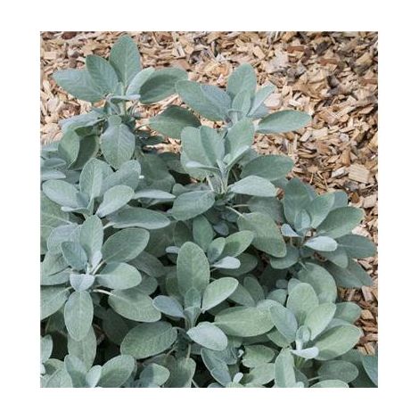 Sauge officinale – Lot de 2 godets – Plante vivace fleurie – Couleur de fleur verte – Exposition ensoleillée – Fabre Graines