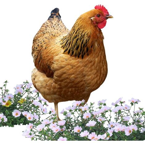 Décor de Poulet, Art de Cour de Poulet Statue de Poule Acrylique 2D,Ornement de Poulet Debout pour décoration de Patio, arrière-Cour, pelouse, Cour et Jardin (1/5)