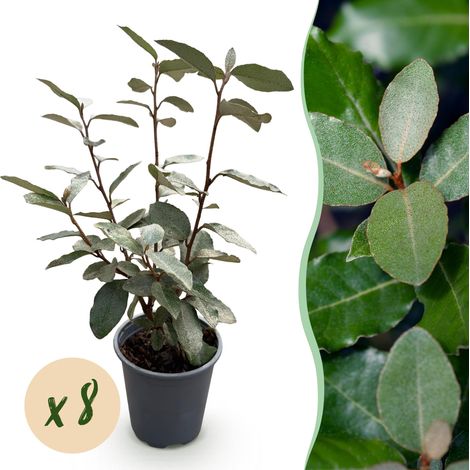 Eleagnus ebbingei Compacta - Lot de 8 Plantes pour Haie Persistante - Pot 9 cm - 30-35 cm - PANGIVO (1/5)