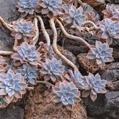 2 head cuttings - Graptopetalum paraguayense  Succulent