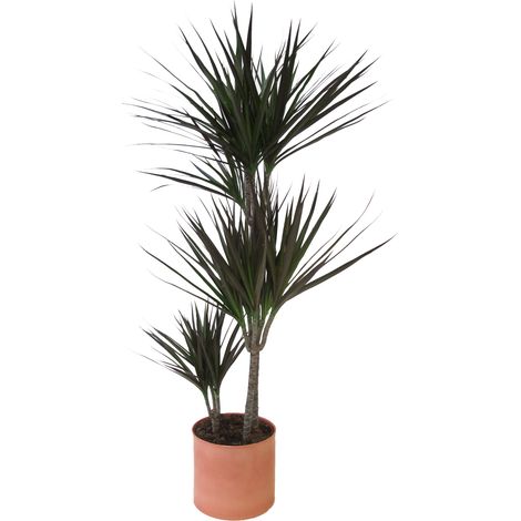 Dracaena Marginata Magenta con Vaso in Ceramica Papaya - Piante Vere da Interni Purifica Aria - H 110-120 cm e Vaso Ø 21 cm (1/4)