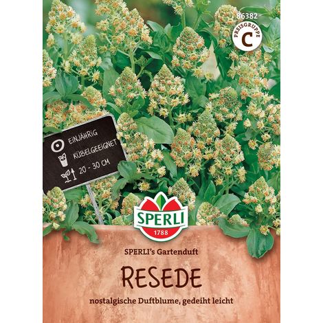 Sperli – Réséda Gartenduft – Graines de fleurs, fleurs parfumées, hauteur 25 à 30 cm, pour env. 100 plantes (1/2)