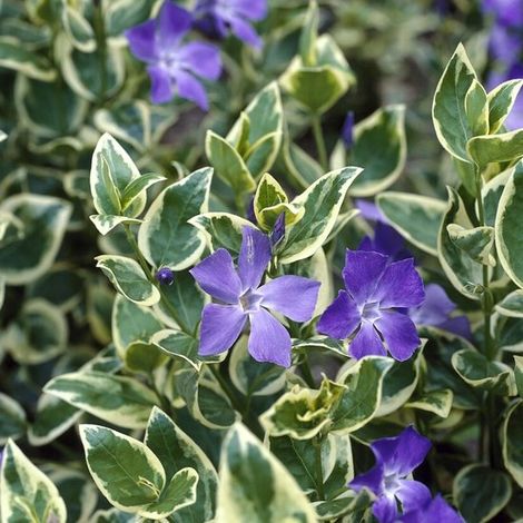 6 x Grandes pervenches panachées - Couvre-sol persistant - Vinca major 'Variegata' en pot de 9x9cm, hauteur 5-10cm (1/5)