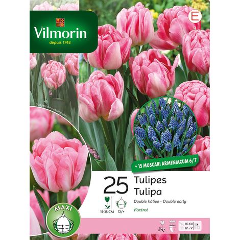 Vilmorin Tulipes et Muscaris (x35) (1/2)