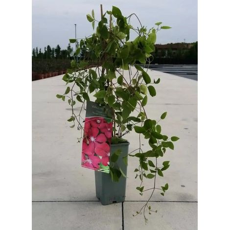 Gardenaria Clematis 'Rouge Cardinal' - Pianta rampicante ornamentale da esterno - Altezza: 100/125 cm (vaso19) (1/2)