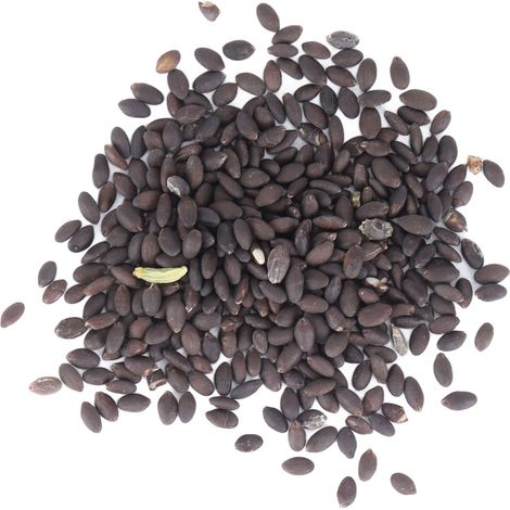 Lot de 100 graines de sauge Salvia farinacea benth à haute germination, multi-saison, pour projets de verdissement et jardinage domestique (1/5)