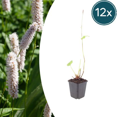 Lot de 12 Renouées Bistortes Persicaria Superba Plantes Vivaces Rose Foncé 10-25 cm Pot Ø 9 cm - PANGIVO (1/5)