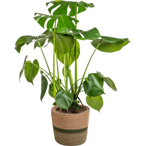 Monstera Deliciosa Tauerii Plante d'Intérieur avec Pot Ø21cm Hauteur 70-90cm Feuilles Découpées - PANGIVO (1/4)
