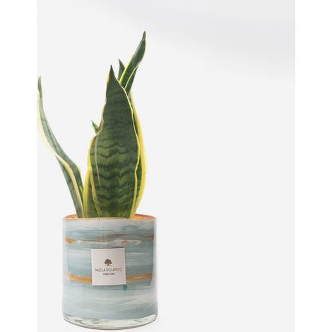 Sansevieria in vaso di vetro decorato a mano Marble H 15 - Navy