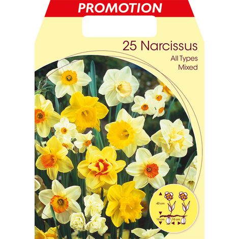 NARCISO ALL TYPES MIX (CONFEZIONE DA 25 BULBI)