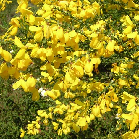 Cytisus scoparius - ginestra dei carbonai - alveolo forestale (1/2)