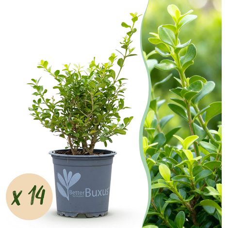 Buis Babylon Beauty Résistant aux Maladies Lot de 14 Plantes pour Haie 2m Hauteur 25-30 cm - PANGIVO (1/5)