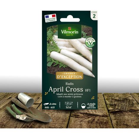 Graines de Radis blanc Japonais April Cross HF1