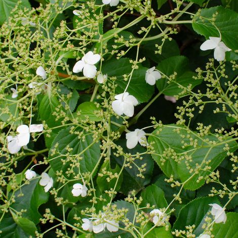 Bloomique - Hydrangea petiolaris - Hortensia grimpant - Plantes grimpantes - Plantes de jardin - Rustiques - 50-70 cm de haut - Pot 15 cm