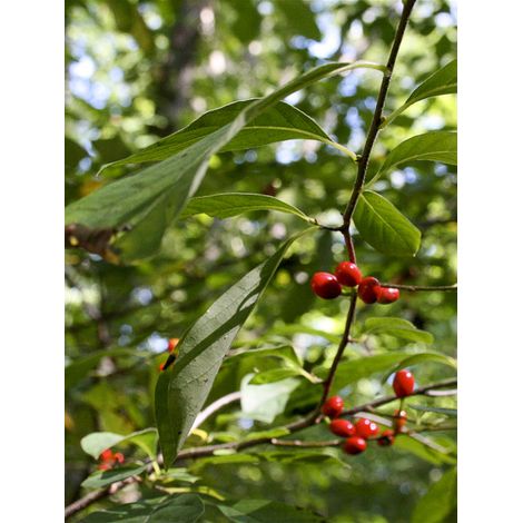 Laurier benzoin Pot de 4L/5L