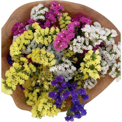 Ramo Natural SiempreViva 10 tallos Hojas Naturales de Statice para Decoración 10 Tallos -