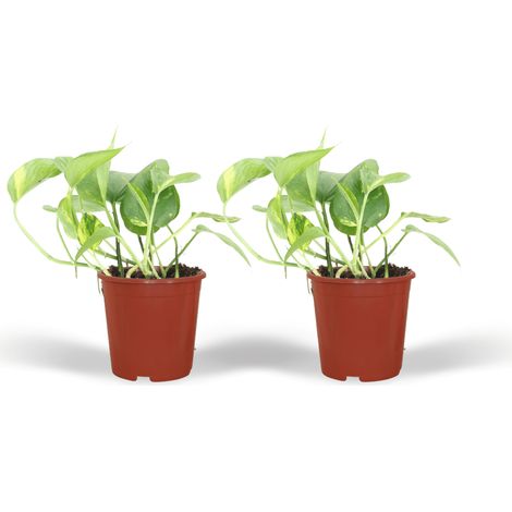 Lot de 2 Epipremnum Aureum Plantes d’Intérieur Retombantes ou Grimpantes Pot 12 cm Feuillage Vert - PANGIVO (1/5)