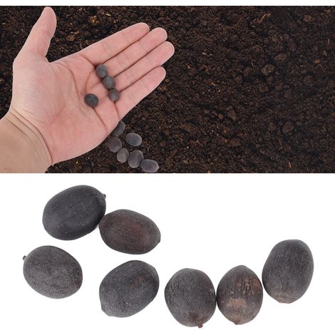 10 graines de lotus jaunes pour bassin de jardin (1/5)
