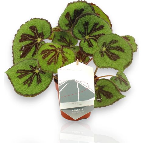 Gardenaria Begonia masoniana - Pianta da interno ornamentale - Altezza: 30 cm (vaso 12) (1/5)