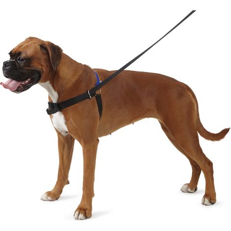 Ensemble de Harnais de Dressage et Laisse pour Chien Taille S 3-4 avec DVD Inclus