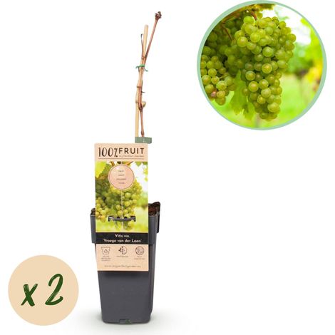 Vigne Vitis Vinifera Vroege van der Laan - Lot de 2 Plantes à Raisin Blanc - Pot 15cm - 50 cm - PANGIVO (1/4)