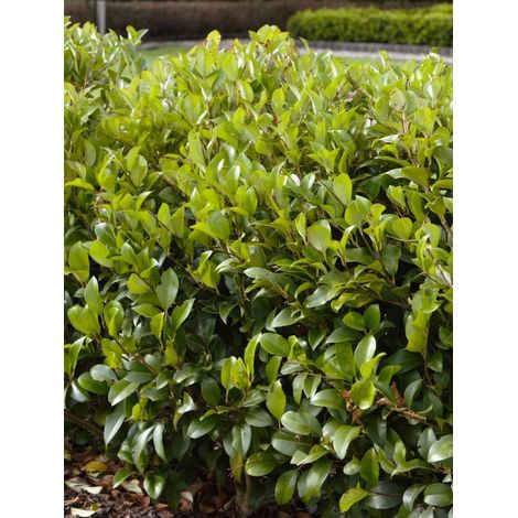 Troène du Japon 'Green Century' Pot de 2L/3L (1/3)