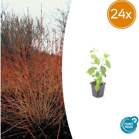 Cornouiller Sanguin 'Midwinter Fire' Lot de 24 Arbustes Décoratifs Rameaux Colorés 10-25cm Ø9cm - PANGIVO (1/5)