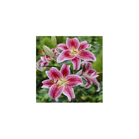 bulbi di LILIUM STARGAZER 14/16